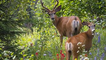 Village Walk #21 By Bear Country