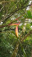 La Penal Amazon Lodge