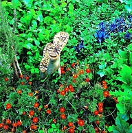 Oryza Guest House & Suites