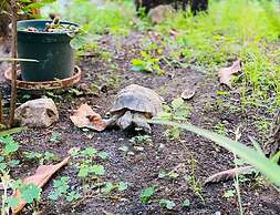 Sweet Dream Roma Termini