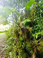 Cabañas Las Orquideas