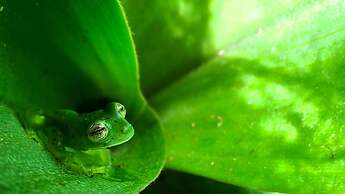 Cabañas Las Orquideas