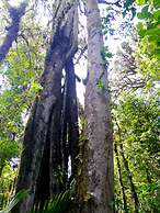 Cabañas Las Orquideas