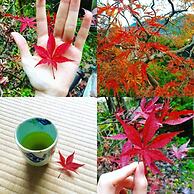 Vanguard Backpackers - Hostel