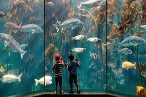 Dolphin Beachfront Condo