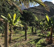 Redondo de Guayedra