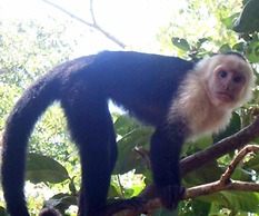 Hostel Marisol Playa Samara