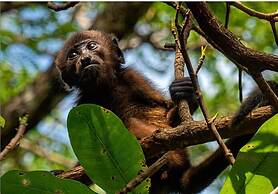 Hostel Marisol Playa Samara