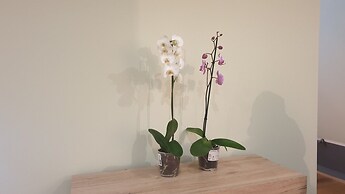 Exquisit Seapoint Apartment