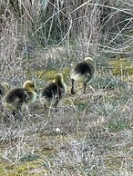 Apartments Fröhling