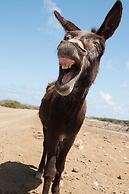 Hakuna Matata Bonaire