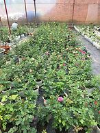 Dalat Chocolate Homestay