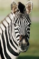 Buff & Fellow Eco Cabins