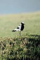 Buff & Fellow Eco Cabins