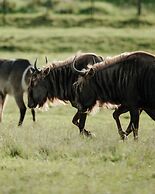 Buff & Fellow Eco Cabins