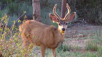 Horsehead Mountain Lodge