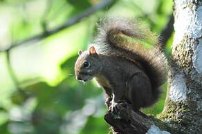 Pousada Tartarugas de Pauba