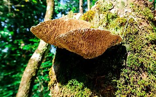 Hotel Hoja de Oro Corcovado