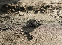 Hotel Hoja de Oro Corcovado