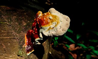 Hotel Hoja de Oro Corcovado