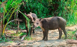 Hotel Hoja de Oro Corcovado