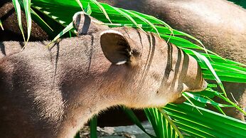 Hotel Hoja de Oro Corcovado