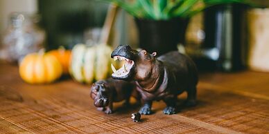 HIPPO Hostel & Cafe Bar