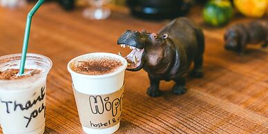 HIPPO Hostel & Cafe Bar
