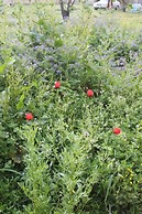 Ismayilli Guest House