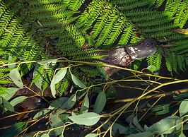Wildlife Retreat at Taronga