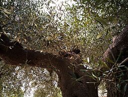 Trullo Paan Pascarosa Ostuni by Typney