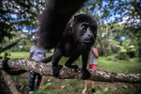 Turtle Inn by Francis Ford Coppola