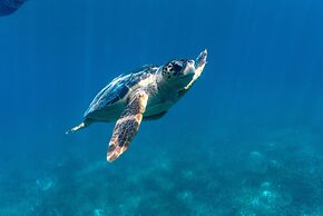 Turtle Inn by Francis Ford Coppola