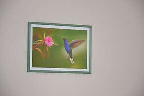 Le colibri bleu