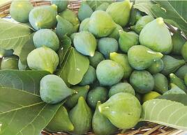 Il Fico Luxury Home Ostuni