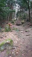 Eventhof Platzhirsch