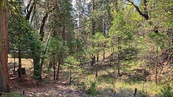 Scenic Wonders Evergreen Cabin 3 Bedroom