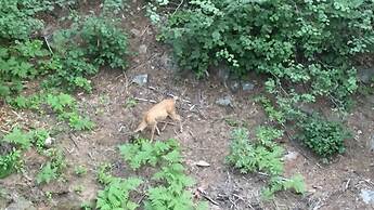 Scenic Wonders Dogwood Manor 3 Bedrooms