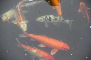 Le Residence de Josephine