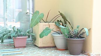 Roba Monakedi Guest Lodge