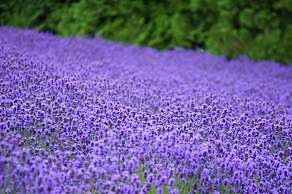 Shooting Star the Bed & Breakfast