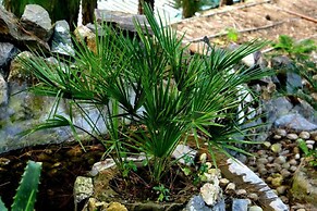 Kasauli Hills Resort