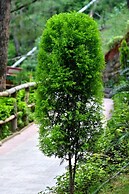 Kasauli Hills Resort