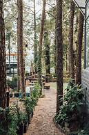 Kasauli Hills Resort