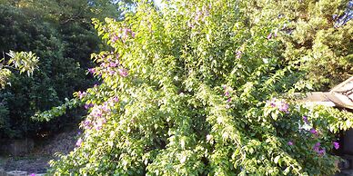 Pension Flora
