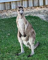 Salt at South West Rocks