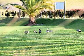 Salt at South West Rocks