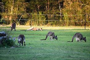 Salt at South West Rocks
