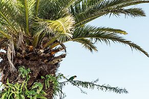 Salt at South West Rocks