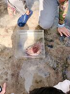 Little Ryukyu Hermit Crab Homestay